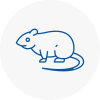 Rat Control Denny